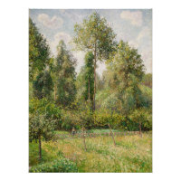 Peupliers, Éragny Camille Pissarro