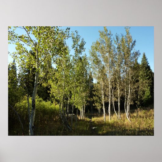 Poster Peupliers le long du sentier Moose Ponds à Grand T (Devant)
