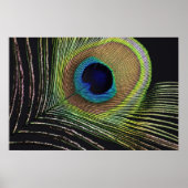 Poster Pfauenfeder (Devant)