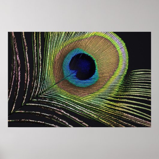 Poster Pfauenfeder (Devant)