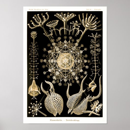 Poster Phaeodaria | 61 Or | Ernst Haeckel | (Devant)