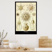 Poster Phaeodaria - Plaque 1-Kunstformen der Natur (Cuisine)