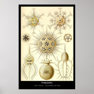 Poster Phaeodaria - Plaque 1-Kunstformen der Natur