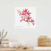Poster Phaiocalanthe Parkside rouge orchidée aquarelle ar (Cuisine)