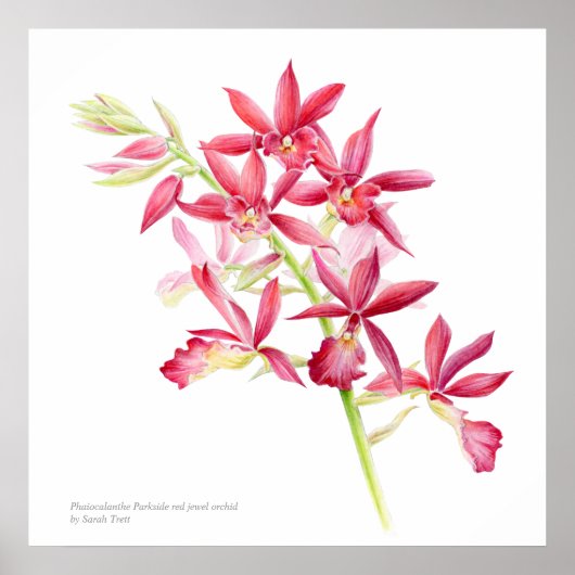 Poster Phaiocalanthe Parkside rouge orchidée aquarelle ar (Devant)
