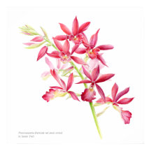 Phaiocalanthe Parkside rouge orchidée aquarelle ar