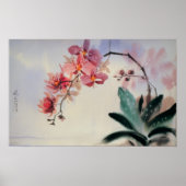 Poster Phalaenopsis (Devant)