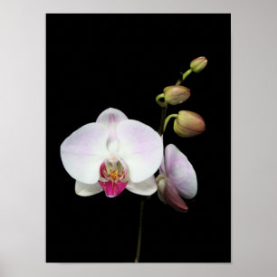poster "Phalaenopsis"