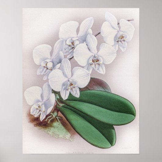 Poster Phalaenopsis Casta Orchid (Devant)