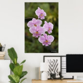 Poster Phalaenopsis Schilleriana (Bureau à domicile)