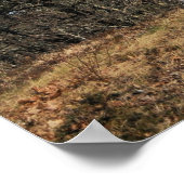 Poster Phare de Nauset (Coin)