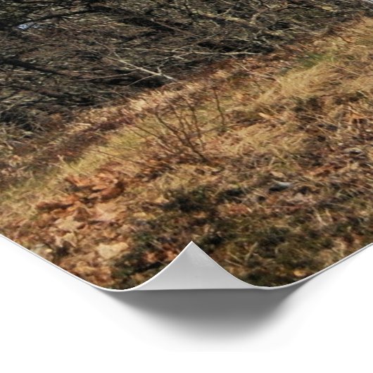 Poster Phare de Nauset (Coin)