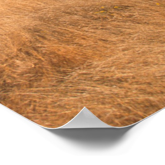 Poster Phare, Robben Island, Cap (Coin)