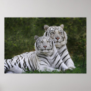 Poster Phase blanche, Tigre du Bengale, Tigre du Tigre, T
