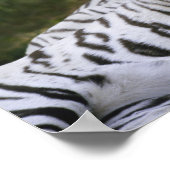Poster Phase blanche, Tigre du Bengale, Tigris (Coin)