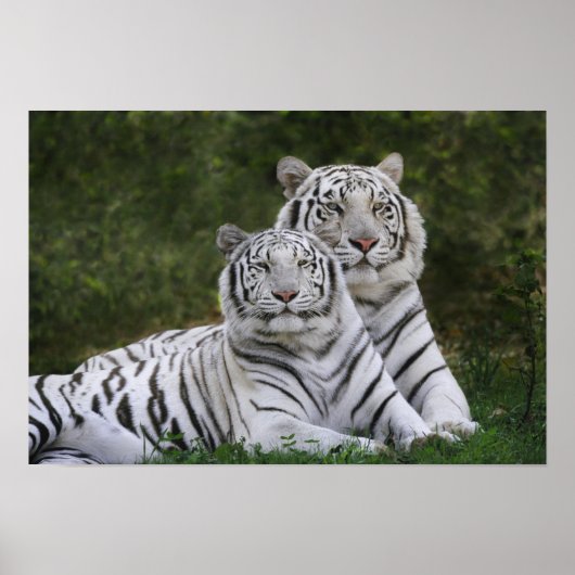Poster Phase blanche, Tigre du Bengale, Tigris (Devant)