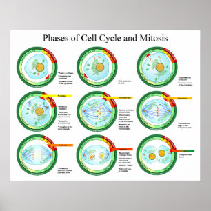 Poster Phases biologiques de cycle cellulaire et de