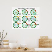 Poster Phases biologiques du cycle cellulaire et de la Mi (Cuisine)