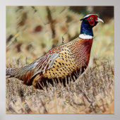 Poster Pheasant (Devant)