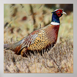 Poster Pheasant