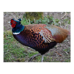 Poster Pheasant