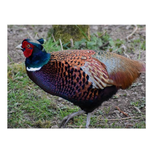 Poster Pheasant (Devant)