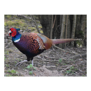 Poster Pheasant
