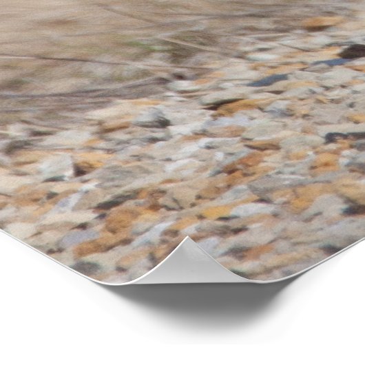 Poster Pheasant à crayon (Coin)