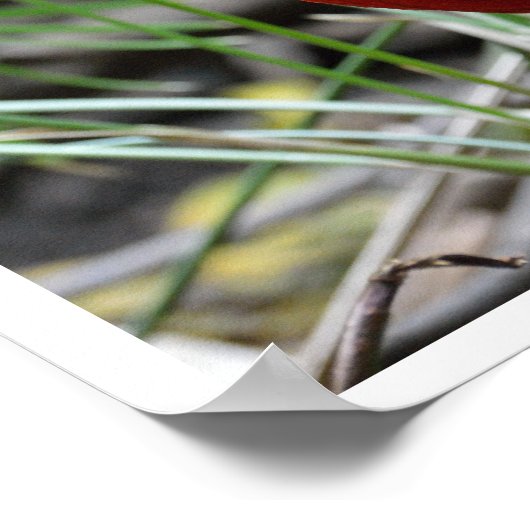 Poster Pheasant d'or (Coin)