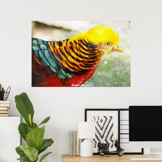 Poster Pheasant d'or (Bureau à domicile)