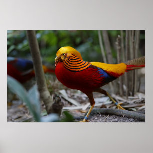 Poster Pheasant doré rouge
