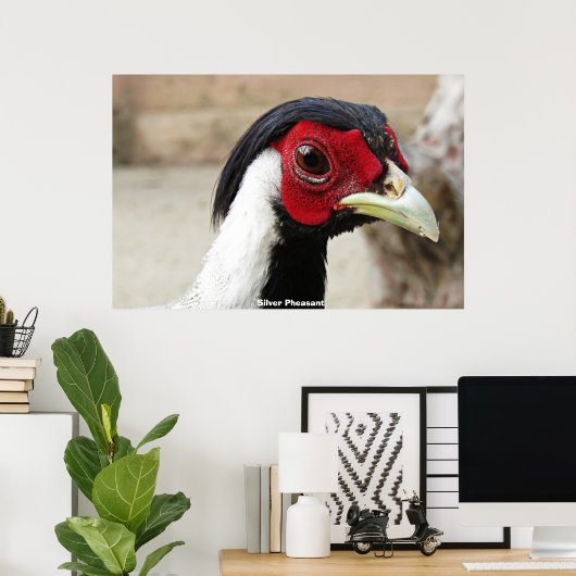 Poster Phéasants d'argent (Bureau à domicile)