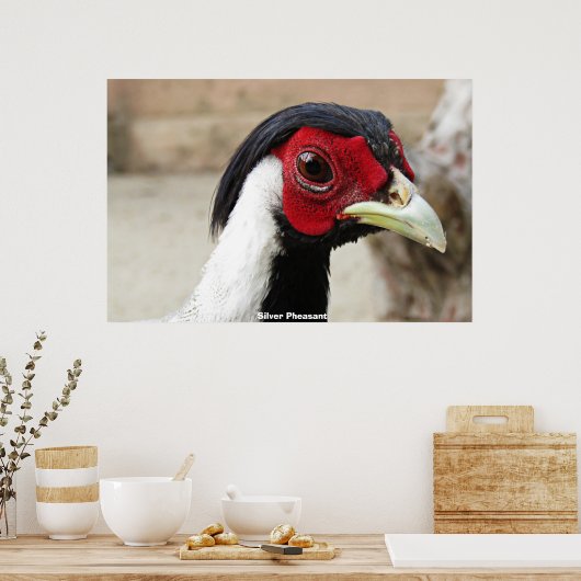 Poster Phéasants d'argent (Cuisine)