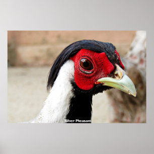 Poster Phéasants d'argent