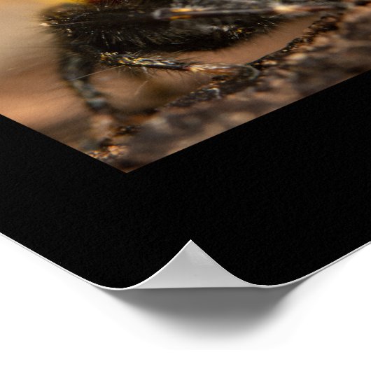 Poster Phidippus saut d'araignée (Coin)