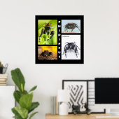 Poster Phidippus saut d'araignée (Bureau à domicile)