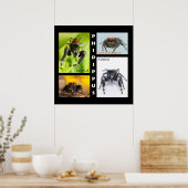 Poster Phidippus saut d'araignée (Cuisine)