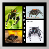 Poster Phidippus saut d'araignée (Devant)