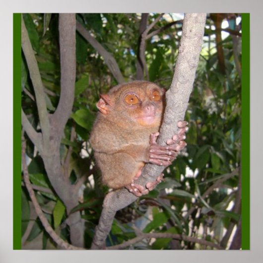 Poster Philippine Tarsier (Devant)