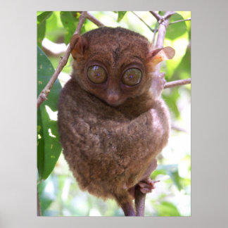 Poster Philippine Tarsier Imprimer