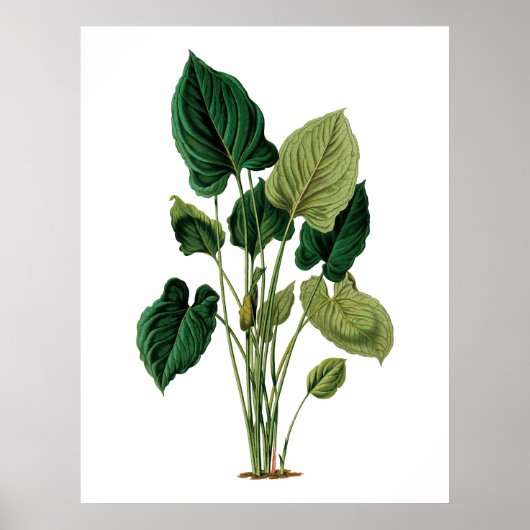 Poster Philodendron grand feuille tropical (Devant)
