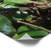 Poster Philodendrons hawaïens sauvages (Coin)