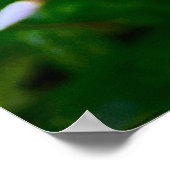 Poster Phlox, (Coin)