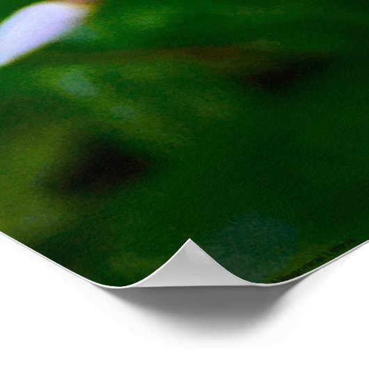 Poster Phlox, (Coin)