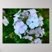 Poster Phlox, (Devant)