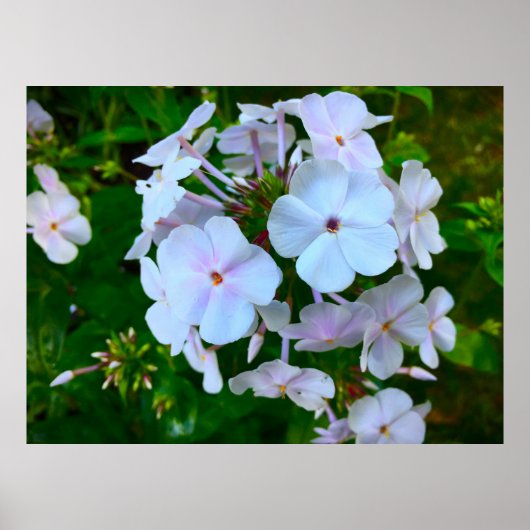 Poster Phlox, (Devant)