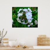 Poster Phlox, (Cuisine)