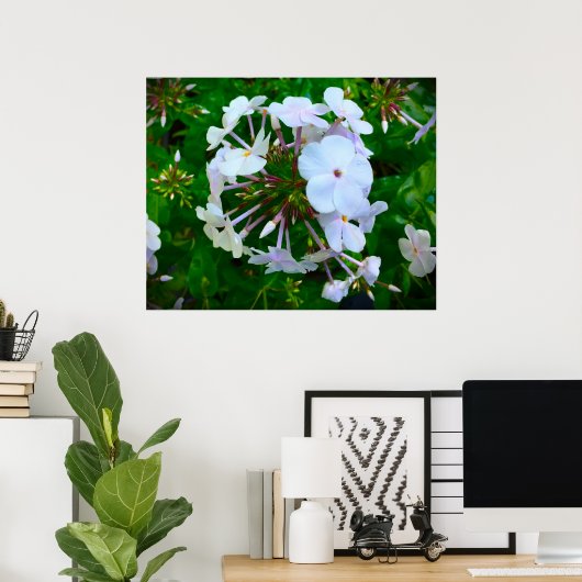 Poster Phlox, (Bureau à domicile)