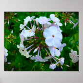 Poster Phlox, (Devant)