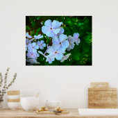 Poster Phlox, (Cuisine)